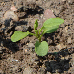 Annual Candytuft Seedling