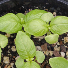 Basil Seedling