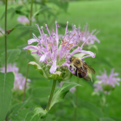 Bergamot Mature