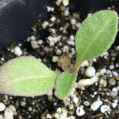 Blanketflower Seedling