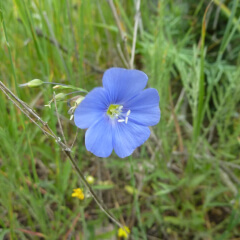 Blue Flax Mature