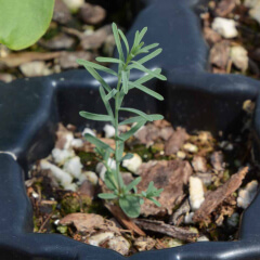 Blue Flax Seedling