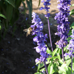 Blue Sage Mature