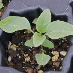 Blue Sage Seedling