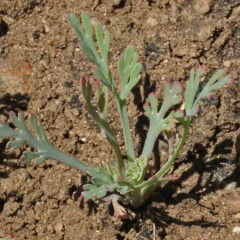 California Poppy Seedling