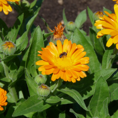 Calendula Mature