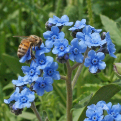 Chinese Forget-Me-Not Mature