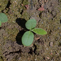 Chinese Forget-Me-Not Seedling