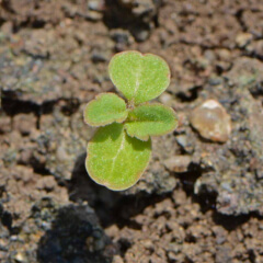 Chinese Houses Seedling