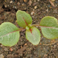 Clarkia Seedling