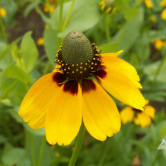 Clasping Coneflower Mature