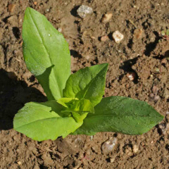 Clasping Coneflower Seedling