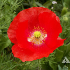 Corn Poppy Mature