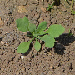 Corn Poppy Seedling