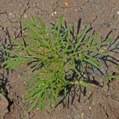 Cosmos Seedling