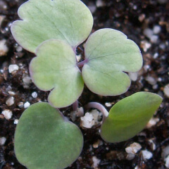 Dwarf Columbine Seedling