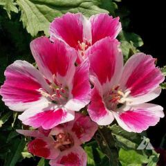 Dwarf Godetia Mature