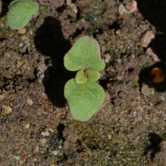 Dwarf Godetia Seedling