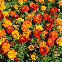 French Marigold Mature