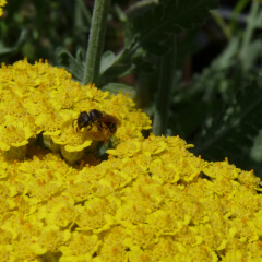 Gold Yarrow Mature