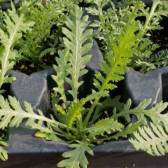 Gold Yarrow Seedling