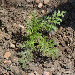 Lacy Phaceilia Seedling