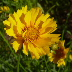 Lance Leaved Coreopsis Mature