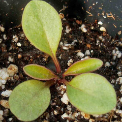 Lance Leaved Coreopsis Seedling