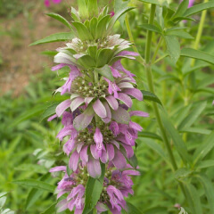 Lemon Mint Mature