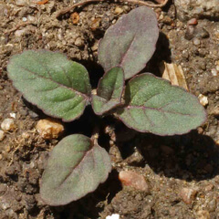 Lemon Mint Seedling