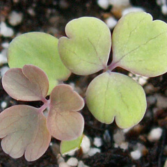McKana Giants Mix Seedling