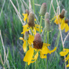 Mexican Hat Mature