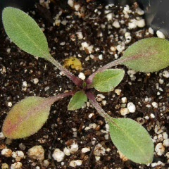 Mexican Hat Seedling