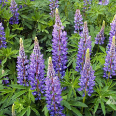 Perennial Lupine Mature