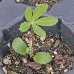 Perennial Lupine Seedling