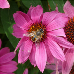 Purple Coneflower Mature