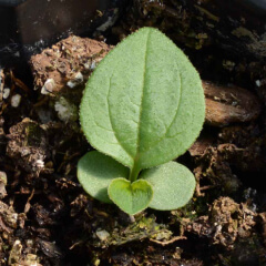 Purple Coneflower Seedling