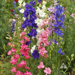 Rocket Larkspur Mature