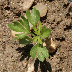 Rocket Larkspur Seedling