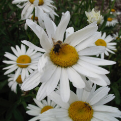 Shasta Daisy Mature