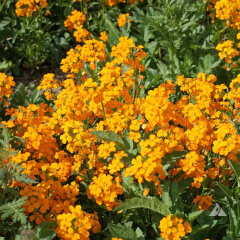 Siberian Wallflower Mature