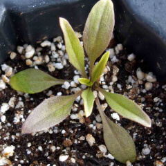 Siberian Wallflower Seedling