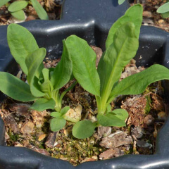 Sweet William Pinks Seedling