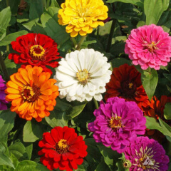 Zinnia CA Giants Mature