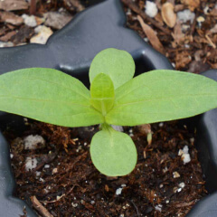 Zinnia CA Giants Seedling