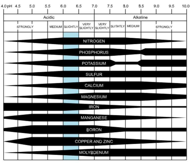 Understanding Soil pH A Key to Plant Health Earth Science