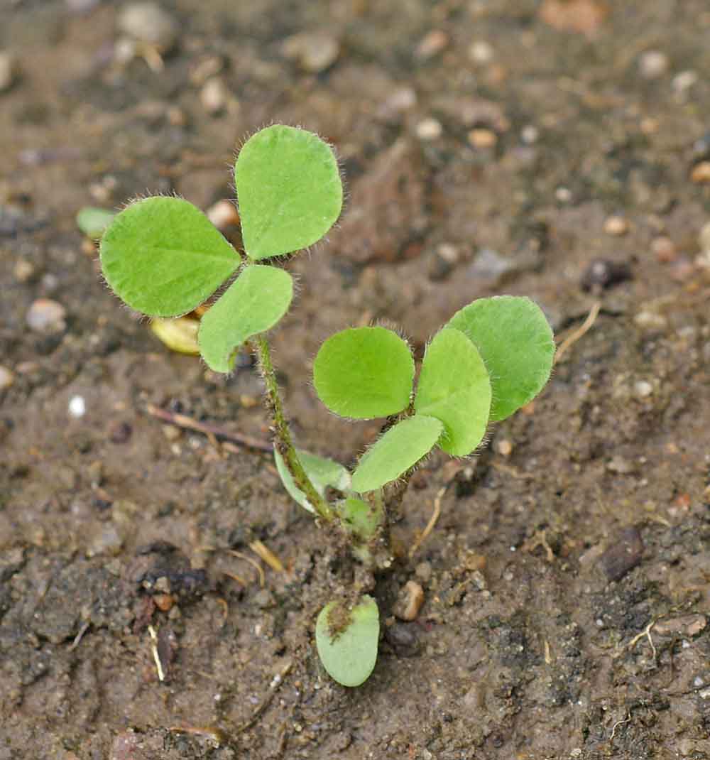 Crimson Clover Seedling