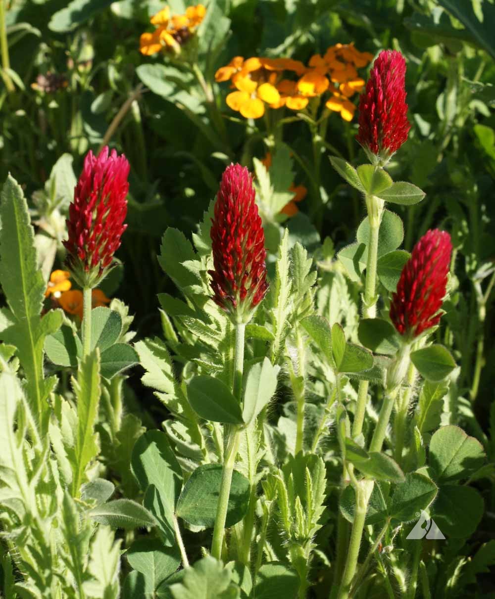 Crimson Clover Mature